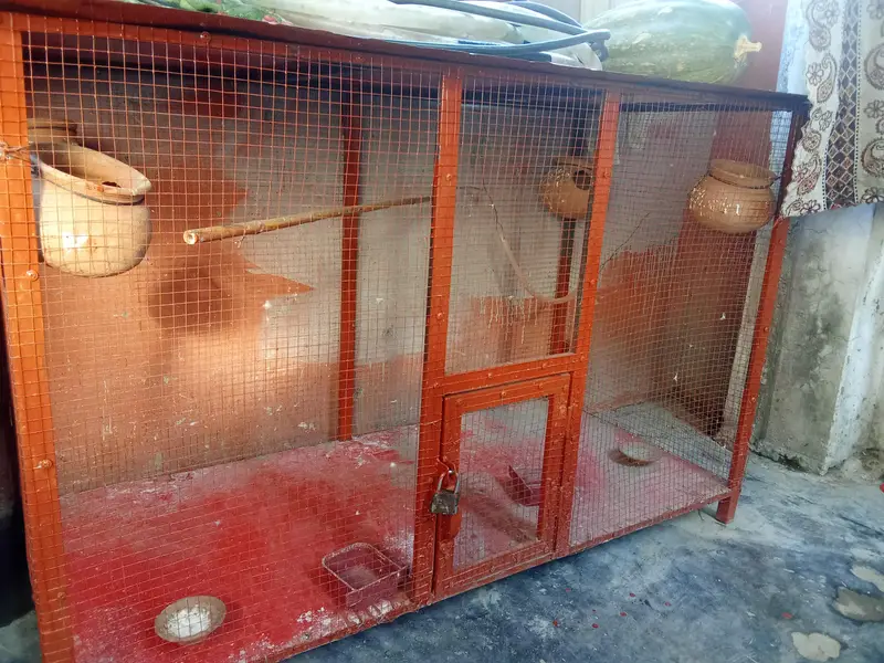 for sale bangra — photo 2