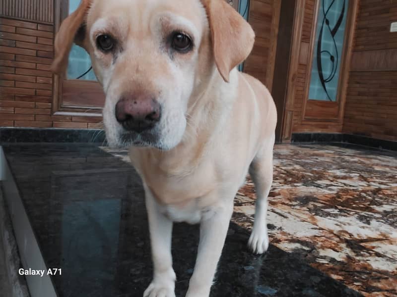 Labrador 0