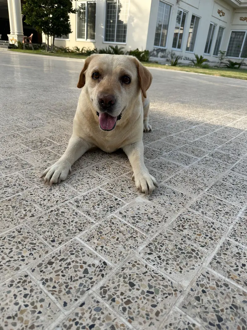 Labrador — photo 2