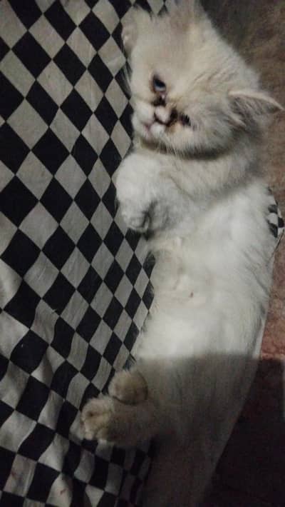 beautiful blue eyes ponch face 2 cats 2 year old and 9 month