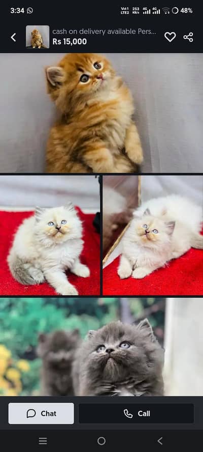 cat good