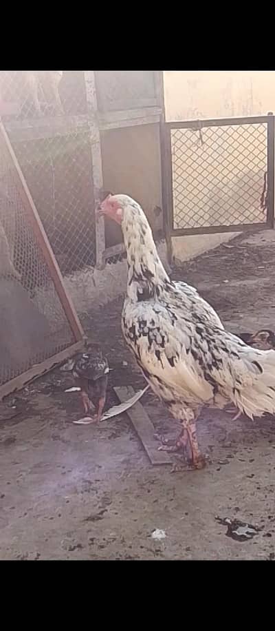 Quality Cheena Madi with 3 chicks