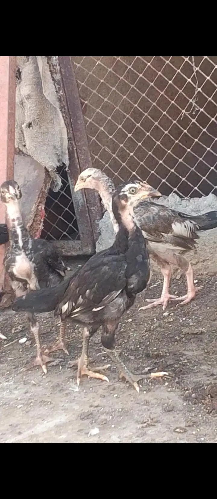 Quality Cheena Madi with 3 chicks — photo 2