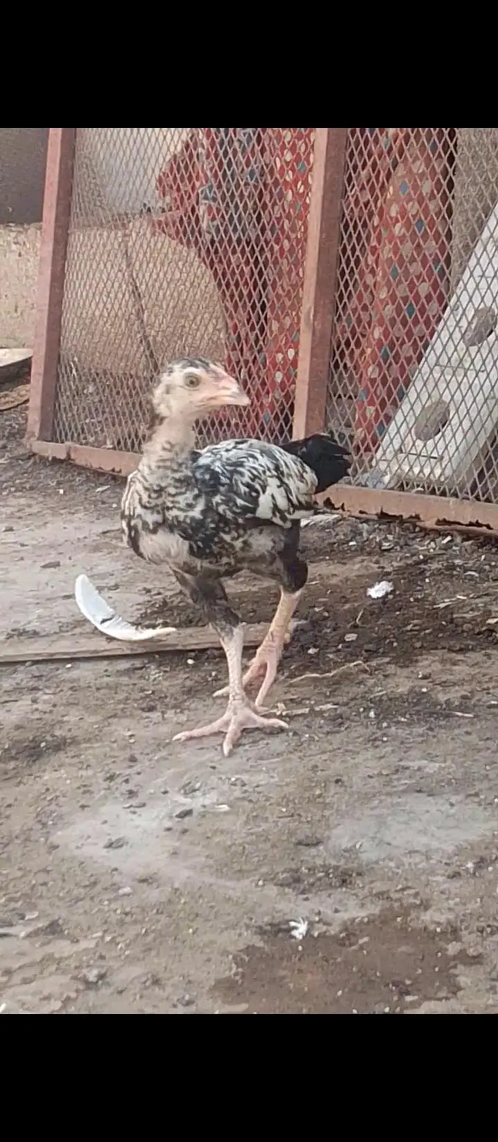 Quality Cheena Madi with 3 chicks — photo 3