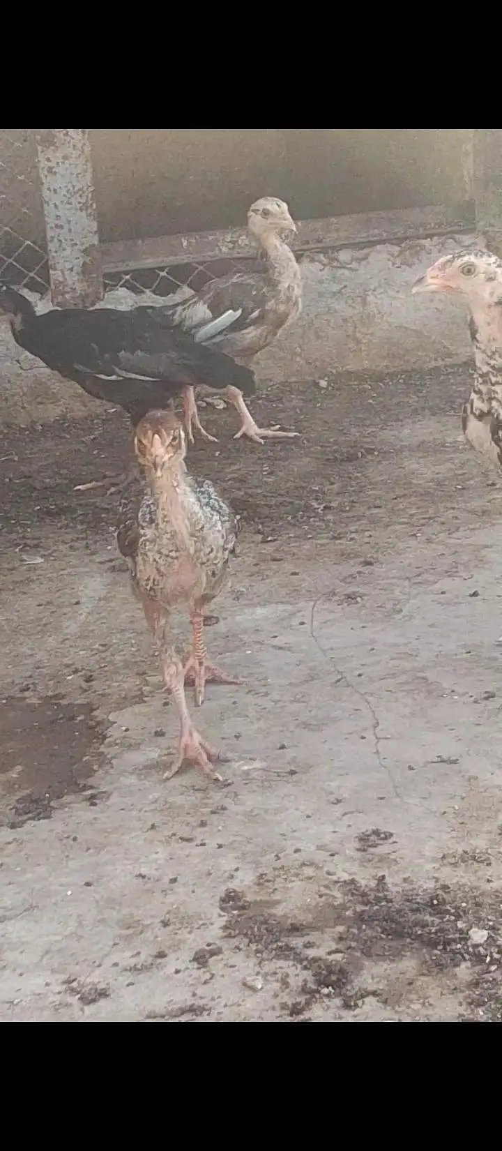 Quality Cheena Madi with 3 chicks — photo 4
