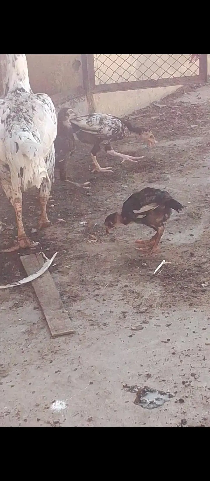 Quality Cheena Madi with 3 chicks — photo 5