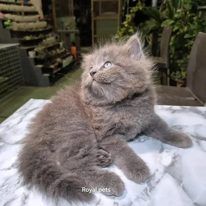 PERSIAN KITTEN FOR SALE ONLY CONTACT WHATUP 03375158177 — photo 4