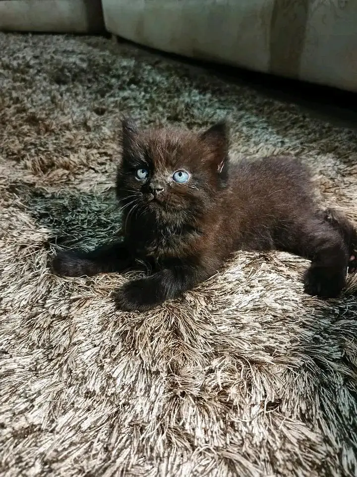 PERSIAN KITTEN FOR SALE ONLY CONTACT WHATUP 03375158177 — photo 5
