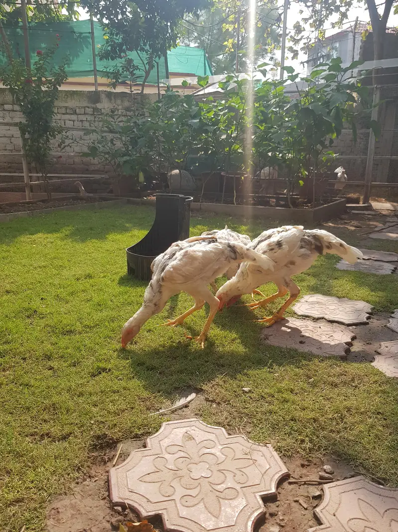 3 shamo female for sel — photo 4