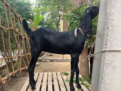 Beetal  Female
