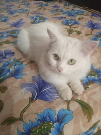 persian cat