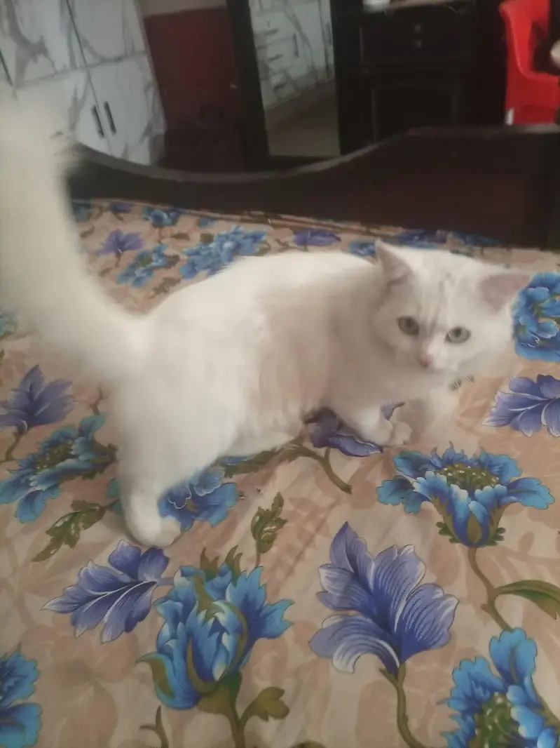 persian cat — photo 2