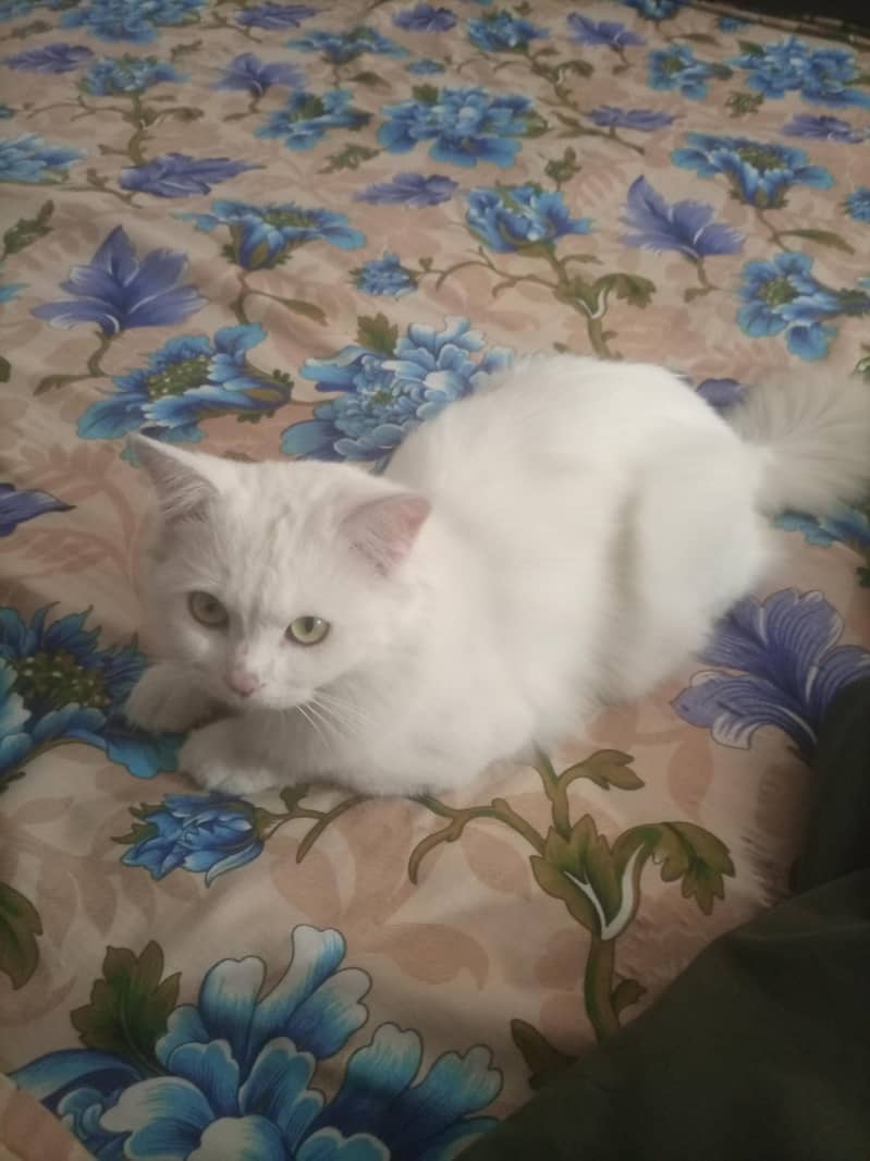 persian cat 2