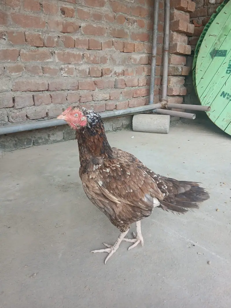 Aseel murgi — photo 2