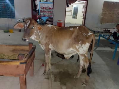 Wacha Bhoat pyari nasal urgent for sale