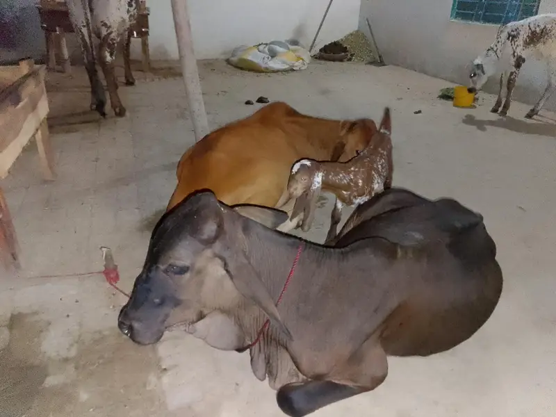 Wacha Bhoat pyari nasal urgent for sale — photo 2