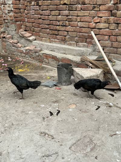 Aseel Murgiyan For Sale Rs:3000