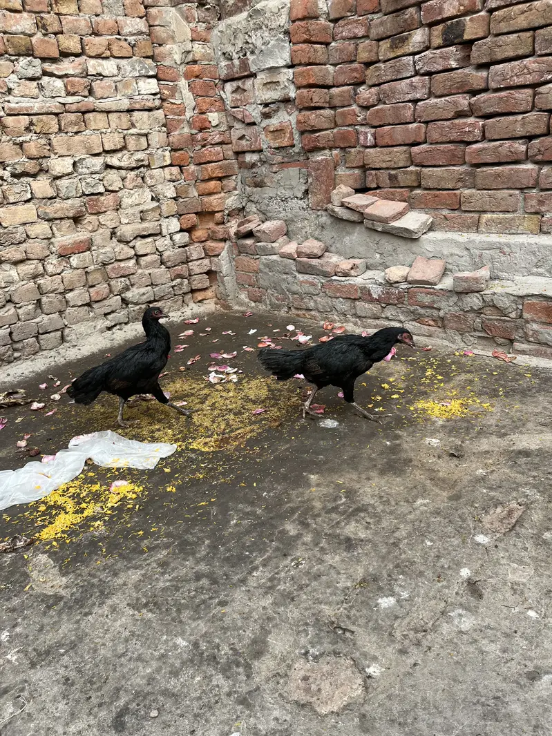 Aseel Murgiyan For Sale Rs:3000 — photo 2