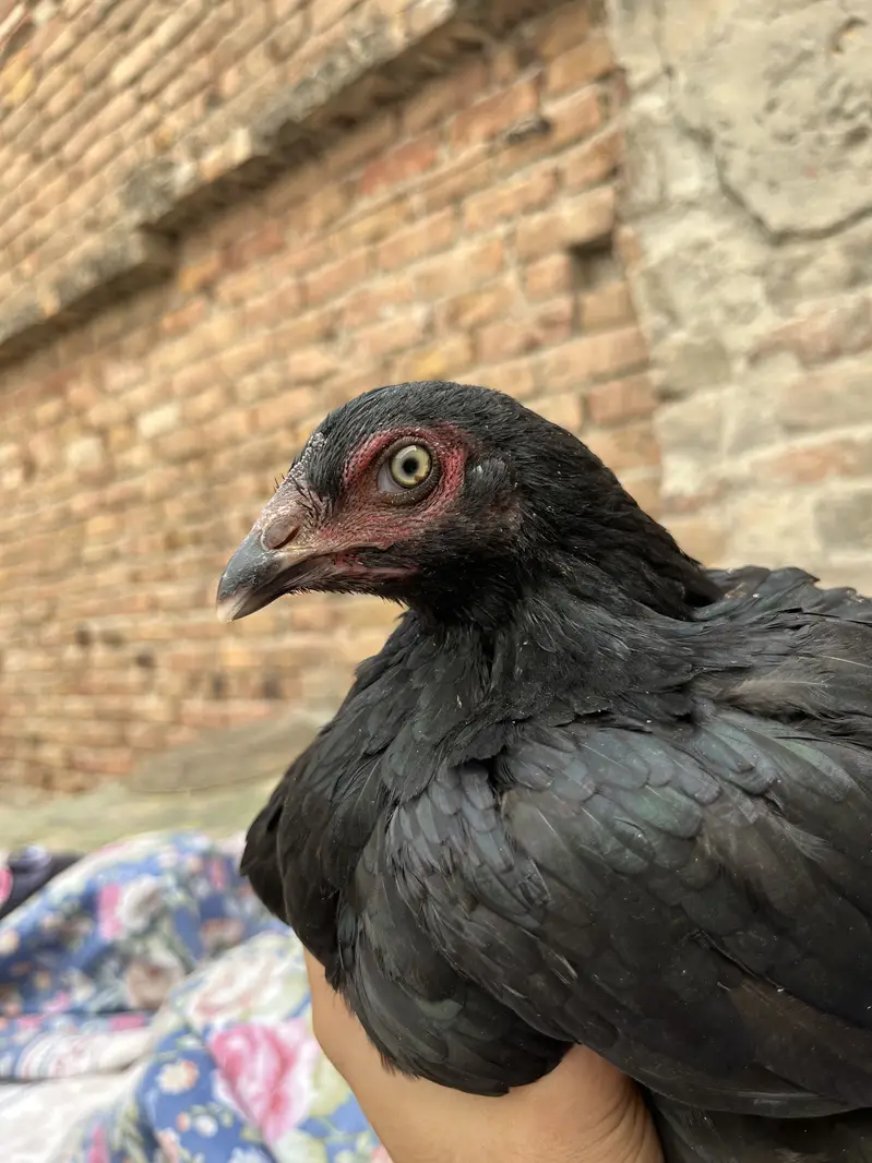Aseel Murgiyan For Sale Rs:3000 — photo 3