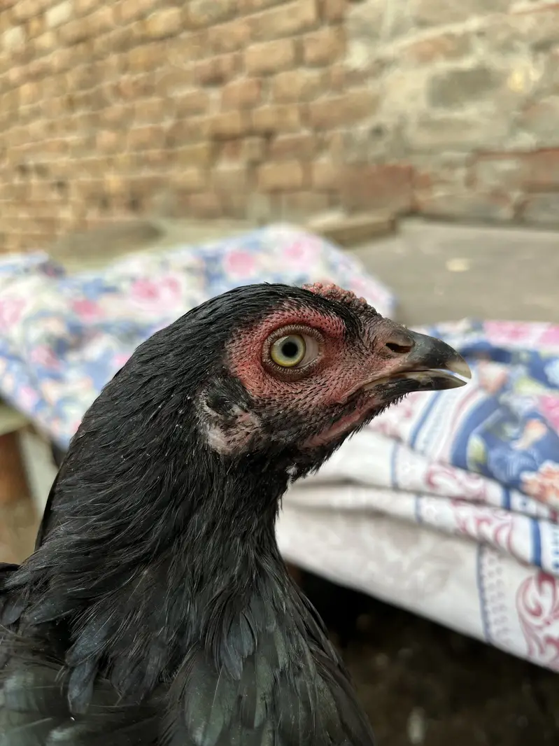 Aseel Murgiyan For Sale Rs:3000 — photo 4