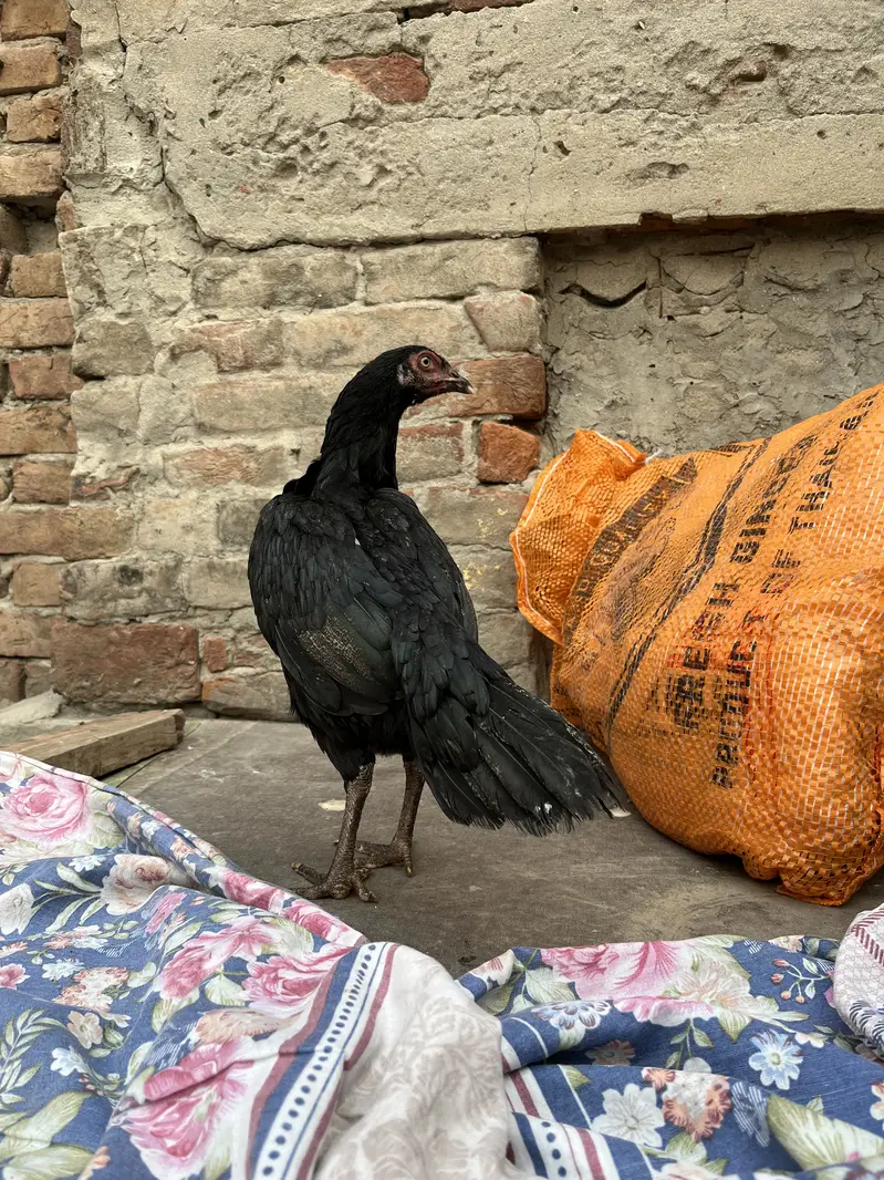 Aseel Murgiyan For Sale Rs:3000 — photo 5