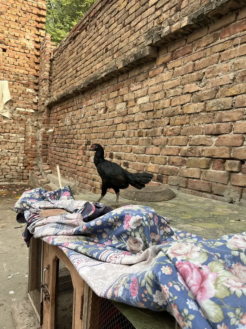 Aseel Murgiyan For Sale Rs:3000 — photo 6
