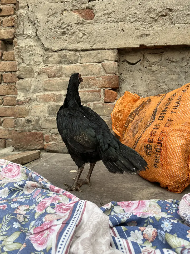 Aseel Murgiyan For Sale Rs:3000 — photo 8