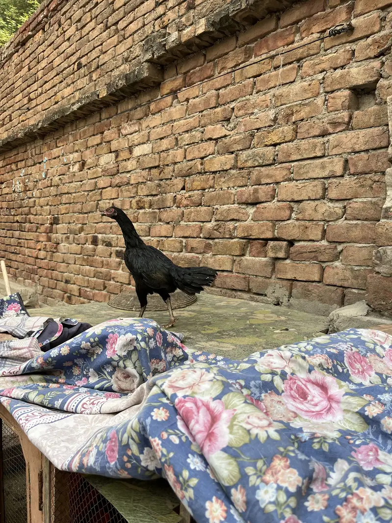 Aseel Murgiyan For Sale Rs:3000 — photo 9