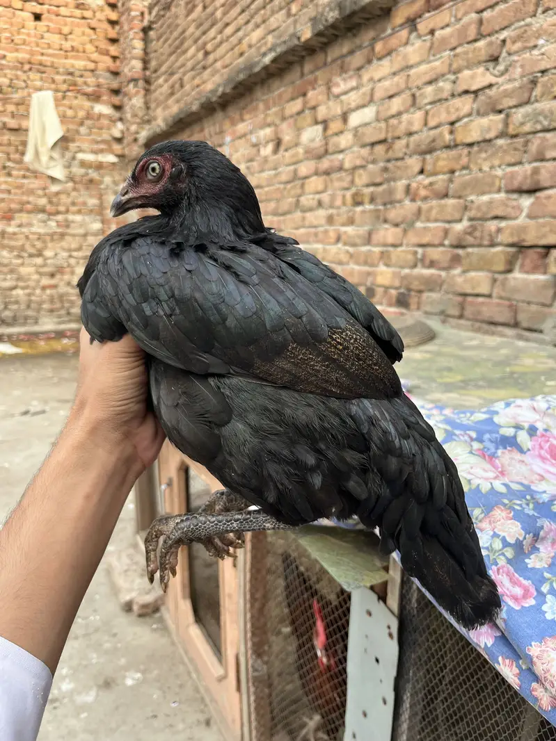 Aseel Murgiyan For Sale Rs:3000 — photo 10