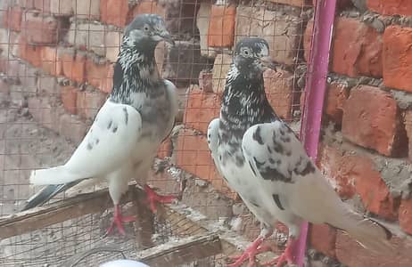 teedy pair 41 number