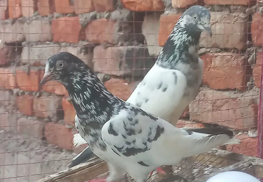 teedy pair 41 number — photo 3