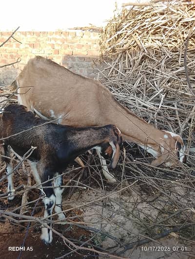 goat for sale