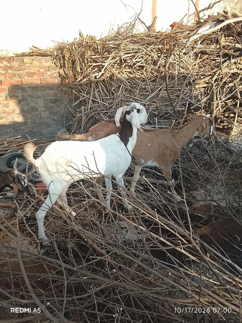 goat for sale — photo 2
