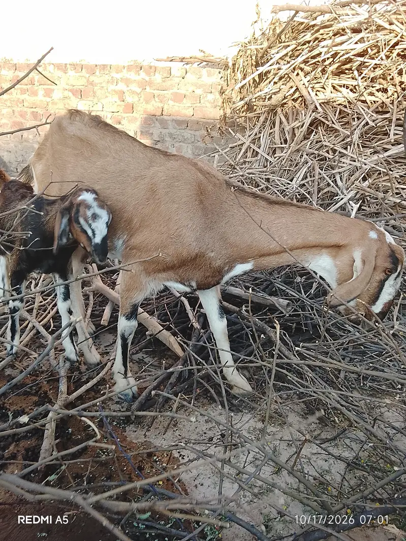 goat for sale — photo 3