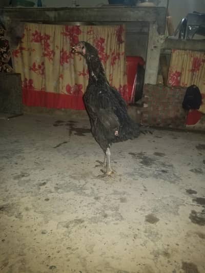 female pakoi