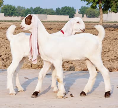 Gulabi Male Kids for Sale - 3 Months