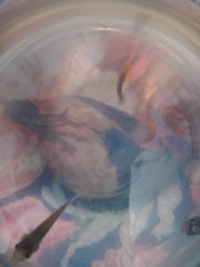 fishes for urgent sale I'm buying a cat urgent sale free fishes !!!!!