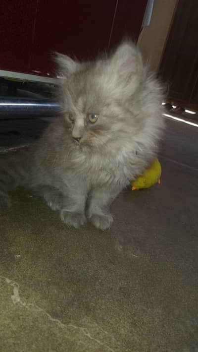for sale