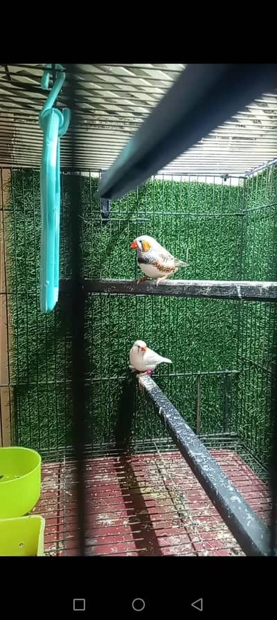 finches 1 pair jumbo size 1 chick pair fawn and exi chick
