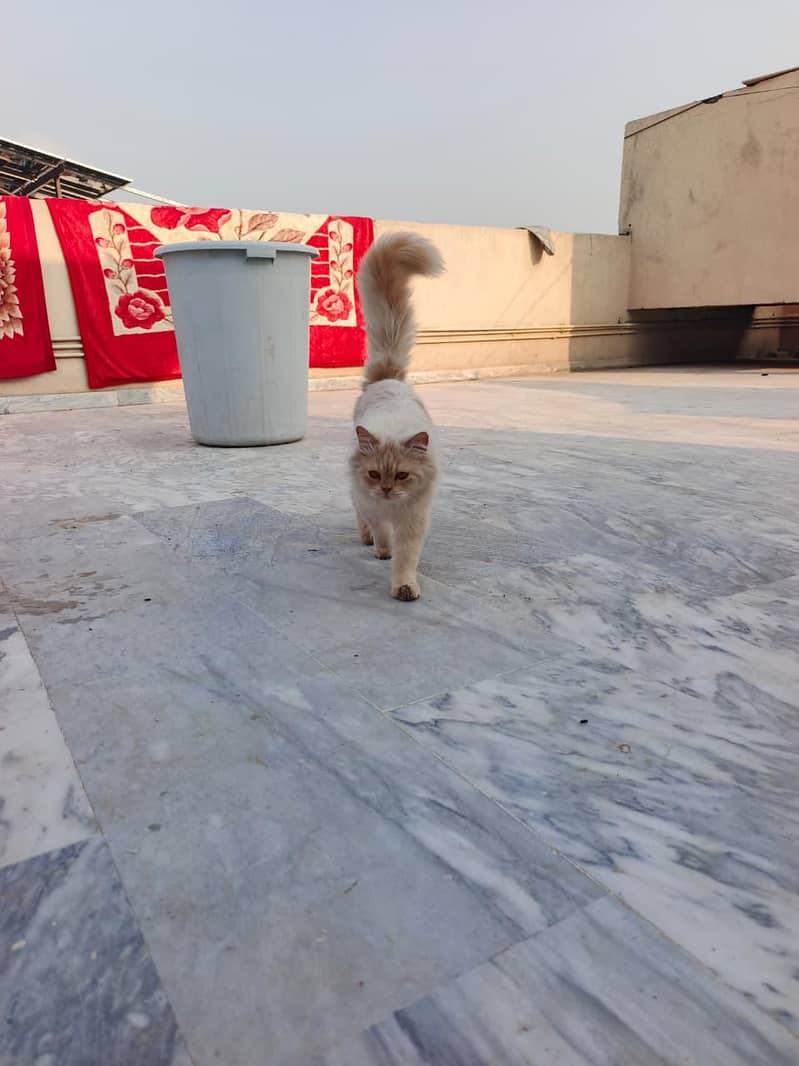 persian 1