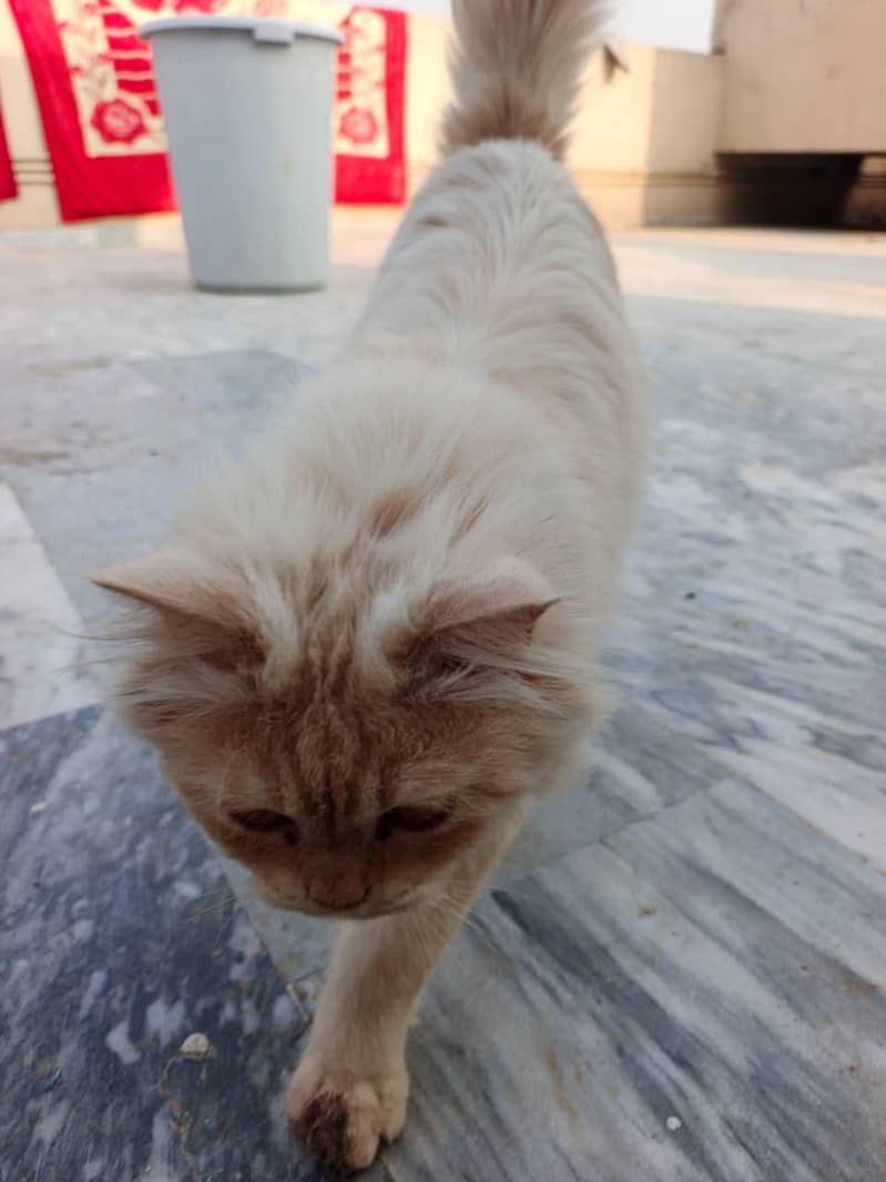 persian 2