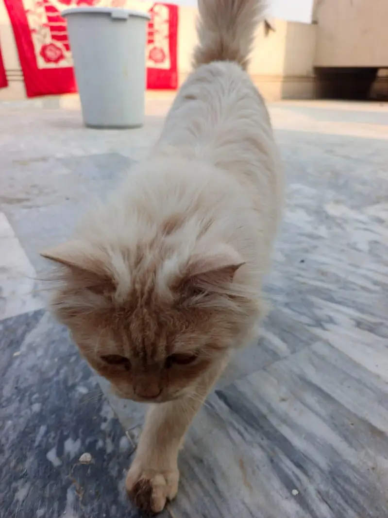 persian — photo 3
