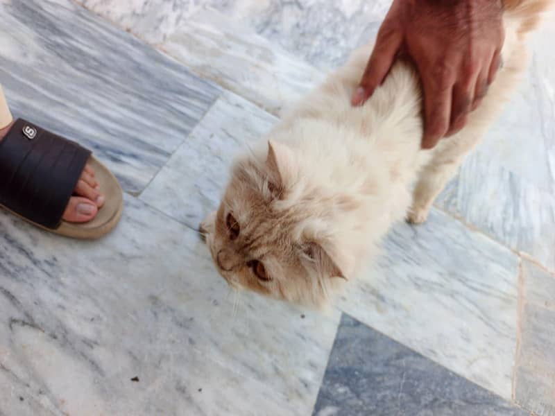 persian 4