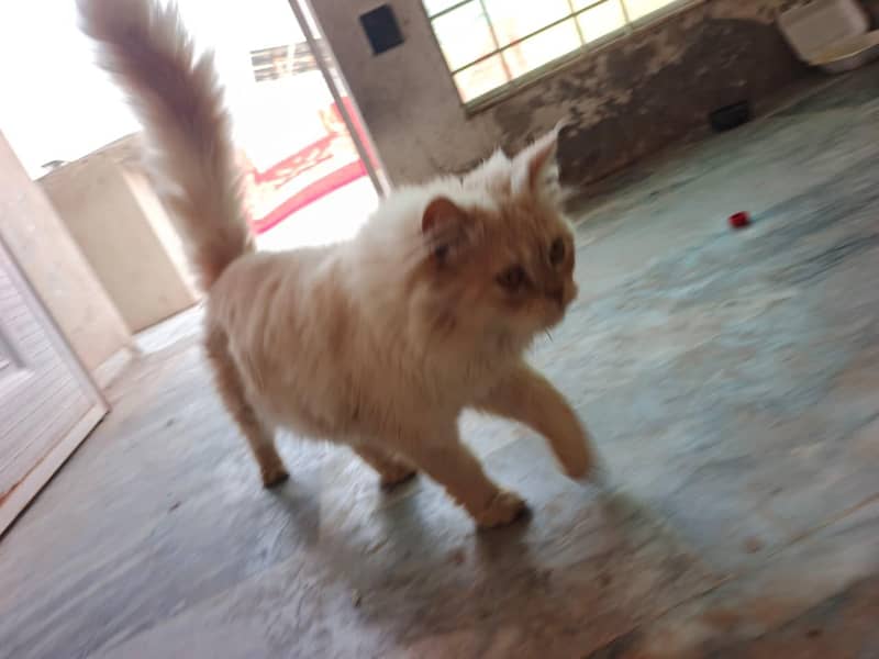 persian 5