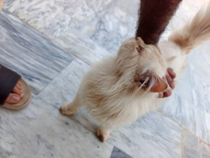 persian 6
