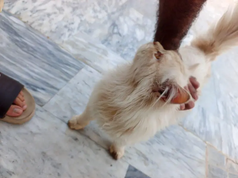 persian — photo 7