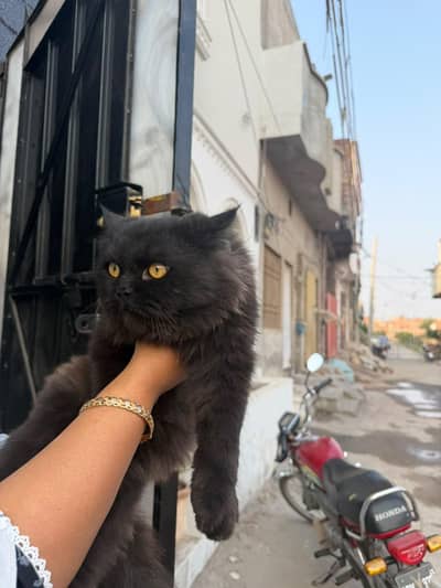 JET BLACK PERSIAN CAT HIGH BEAUTY