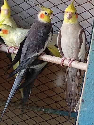 Multi Color Cockatiel