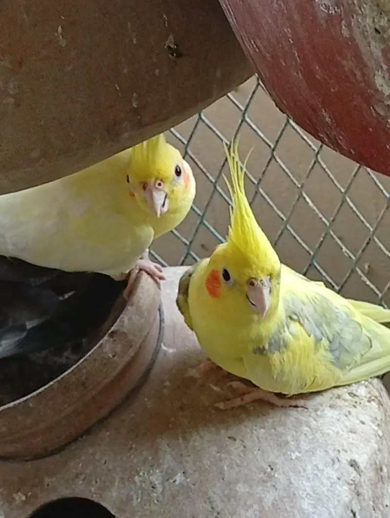 Multi Color Cockatiel — photo 2