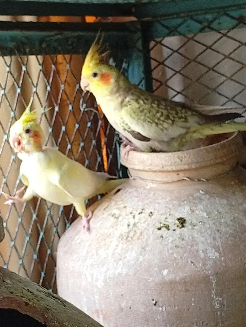 Multi Color Cockatiel — photo 3